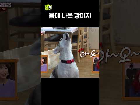 나보다 노래 잘 부르는 강아지 있으면 나와봐~!! #달리 #DALI #TV동물농장 #shorts thumbnail