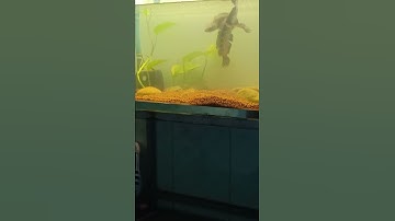 cặp lóc nữ hoàng đã bắt đầu ghép đôi