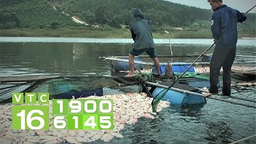 Hơn 26 tấn cá chết, nông dân mất tiền tỷ sau 2 ngày | VTC16