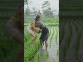 Helping Hands in the Rain💧| Rain Sounds for Sleep in villagelife #rain #rainsounds #asmrrain