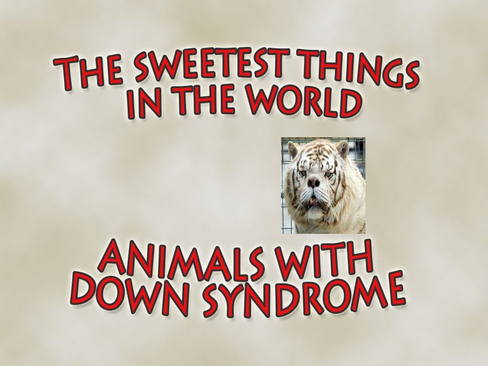 View Animals With Down Syndrome Images Pics