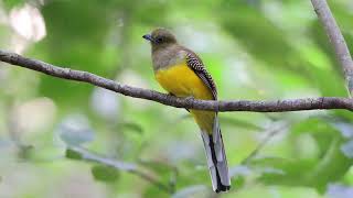 Orange-Breasted Trogon 橙胸咬鵑