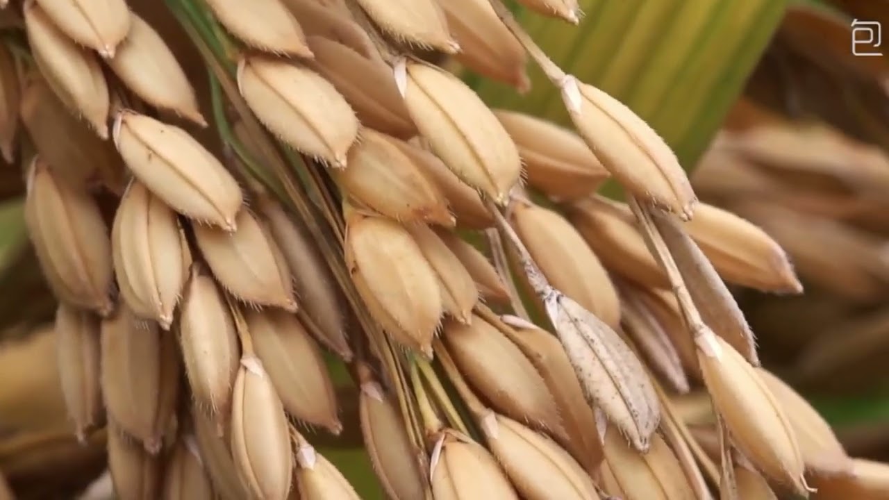 FATWA ORANG TUA COVER - VIRAL TIKTOK 