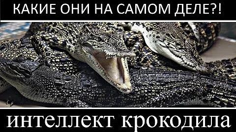 ИНТЕЛЛЕКТ КРОКОДИЛА! НАСКОЛЬКО КРОКОДИЛ УМЕН?