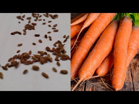 Video: Carrot Why. Seed Germination, Bitterness Of Root Crops
