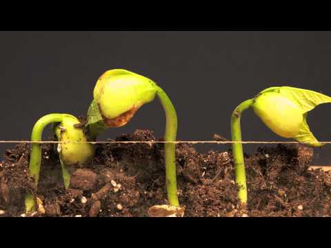 Lima Bean Time Lapse