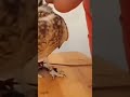 smiles getting love 🦉❤️#love #animals #animeshorts