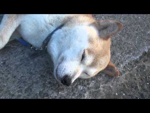 釣太郎の愛犬Cute domestic dog. Japan animal introduction video.可愛的國內狗。日本動物介紹視頻。
