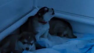 malamute puppies get their first howling training session, courtesy of daddy Mauka & the humans by Maukadorable 237 views 3 months ago 1 minute, 37 seconds