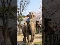 Ueno Zoo Tokyo Japan 🇯🇵 #tokyo #uenopark #animals