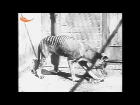 80 წლის წინ გადაშენებული ცხოველი კუნძულ ტასმანიაზე შენიშნეს