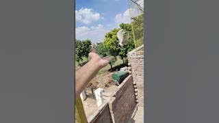 #voiceeffects #religion #shortsfeed #birds #shortsyoutube #shortvideo #chiriakhana #bulbul #azadi