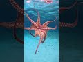The Ocean’s Smartest Shape-Shifter #octopus  #seacreatures  #oceanmystery  #marinelife  #DeepOcean
