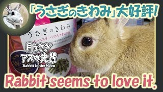 「うさぎのきわみ」大好評！【 ウサギのだいだい 】　2018年11月21日