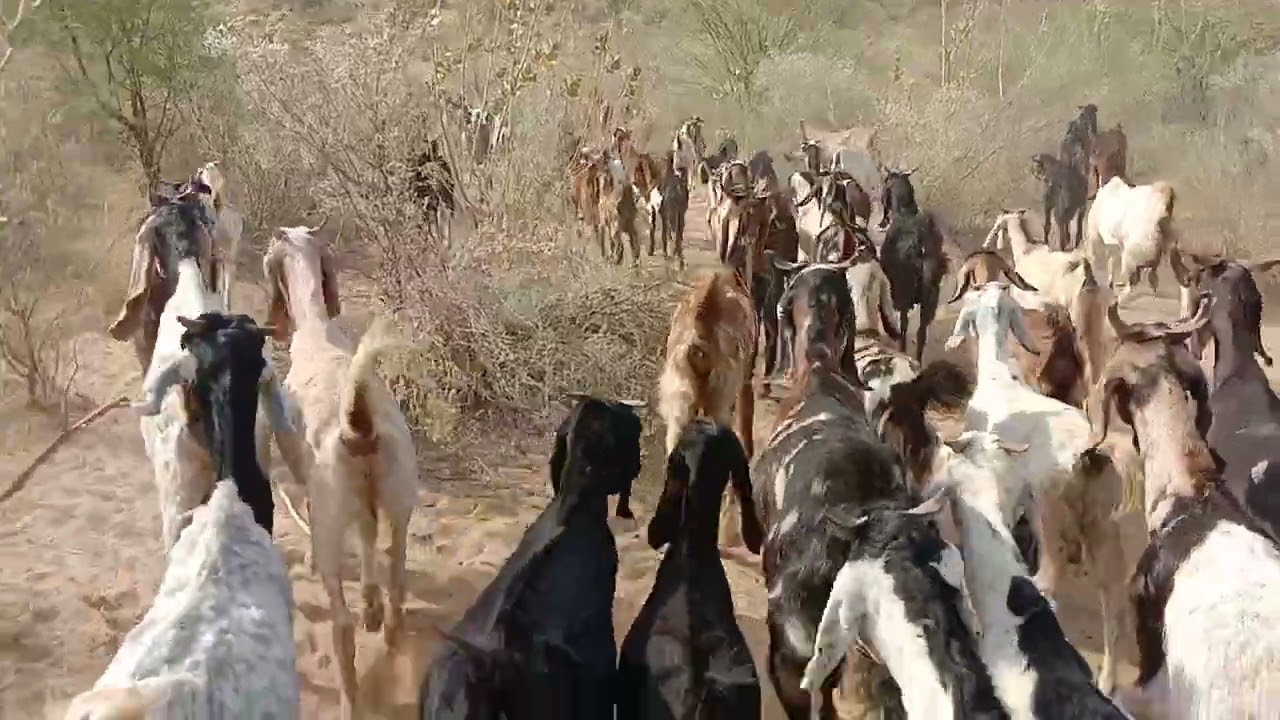 Beautiful goats are walking in a line.