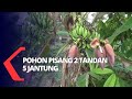 Unik pohon pisang berbuah dua tandan dan lima jantung