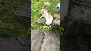 Why Cats Show Their Belly But Dont Want You To Touch It