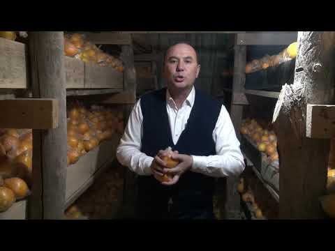 Video: Лимон толтурулган шорт