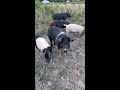 Pigs on pasture