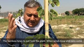 How to give support to growing plants? | Peepal Baba