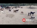 Herd of goats  goat of thar  diversity of thar