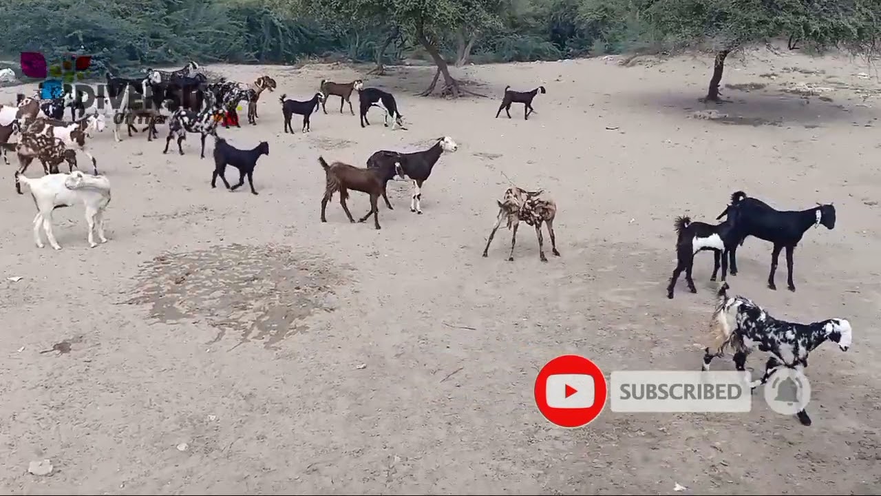 Herd Of Goats || Goat Of Thar || Diversity Of Thar