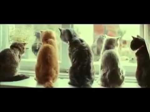 Video: Čo Robí Vaša Mačka, Keď Je Vonku?