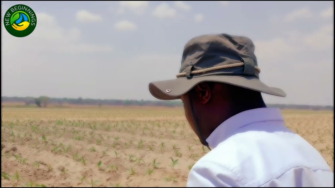 Organic Tobacco Crop - Natural Fertilizer vs Synthetic Fertilizer