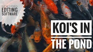 Just Testing the New Video Editing Software || Koi's and Other Fish Update screenshot 4