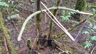 Bow Trap With Toggle Trigger