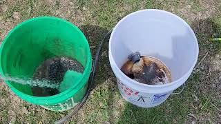 planting a bare root tree | semi dwarf red haven PEACH