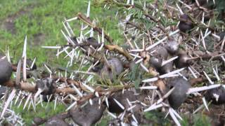 Whistling Acacia tree with Cocktail Ants