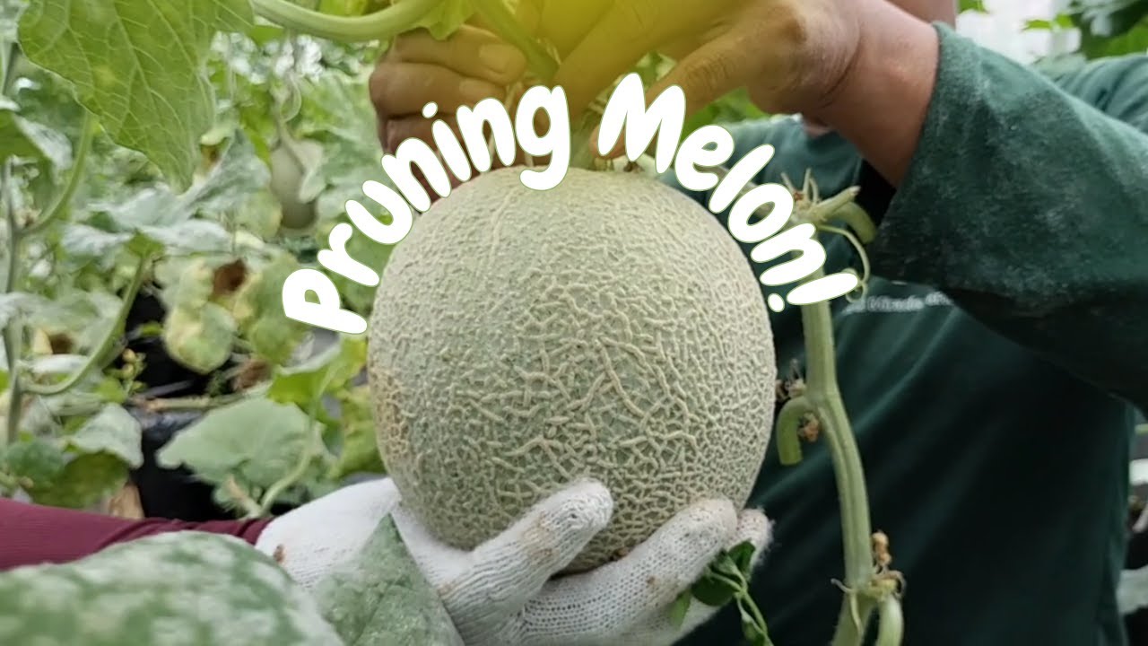 Proses Pruning Melon Ini Tujuannya Untuk Apa? Yuk Simak... YouTube