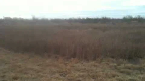 South Texas deer trapping