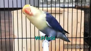 Burung lovebrid ngekek panjang#masteran burung kicau#lovebrid gacor#lovebrid betina gacor