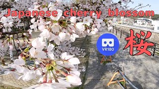 VR180 日本の桜並木 Japanese cherry blossom trees