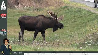 OH DEAR..I'M GOING TO DIE Matt The Moose Interrupts Plane Spotting Stream And Becomes Star of Show