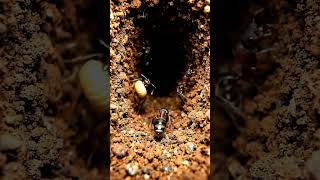 Ant POV: Inside a Hidden Underground Colony (Macro World)