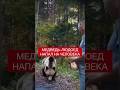 Медведь-людоед притворился добрым и напал