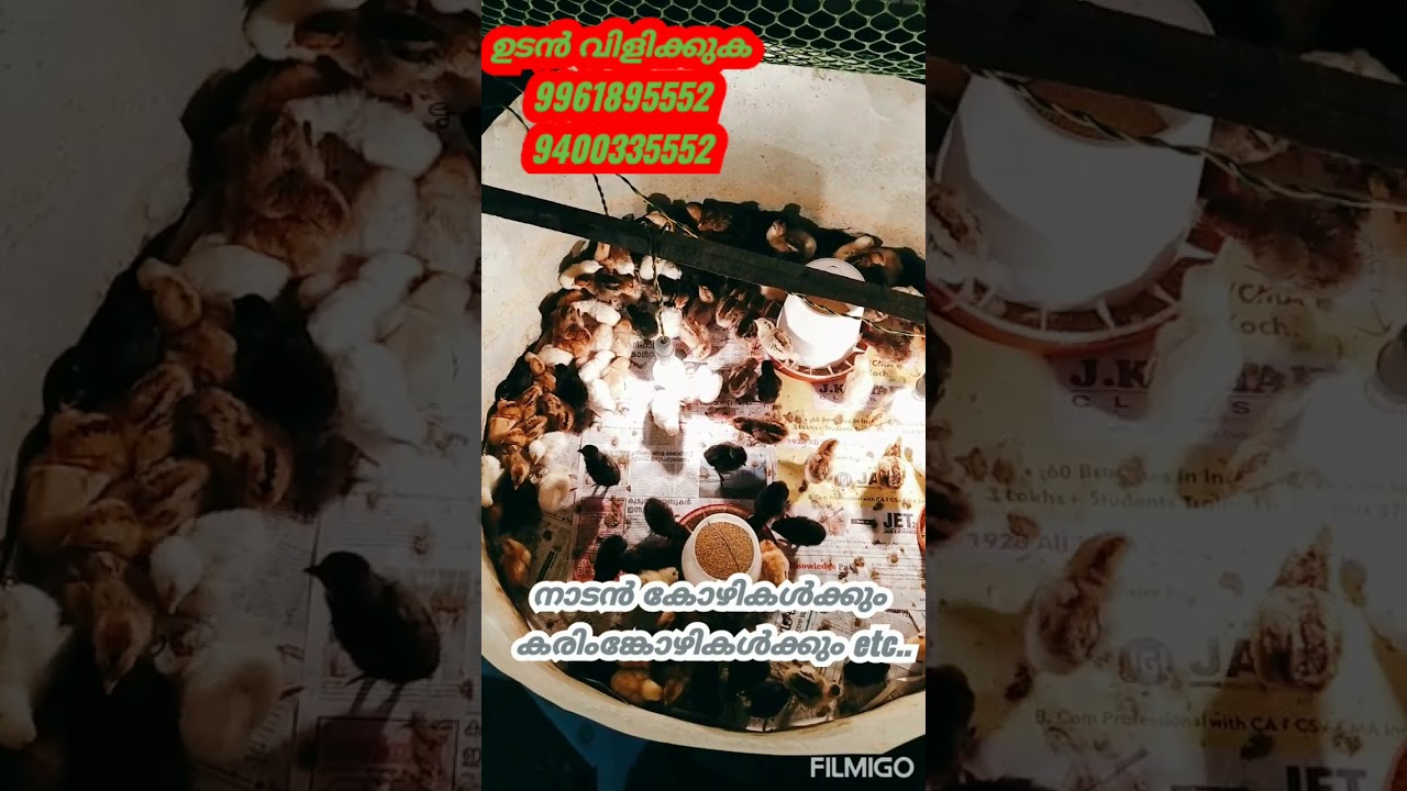 നാടൻ കോഴികൾക്കും.. കരിംങ്കോഴികൾക്കും ഉടൻ വിളിക്കുക.. 9961895552, 9400335552, Shiyas,Thirssur,Kerala