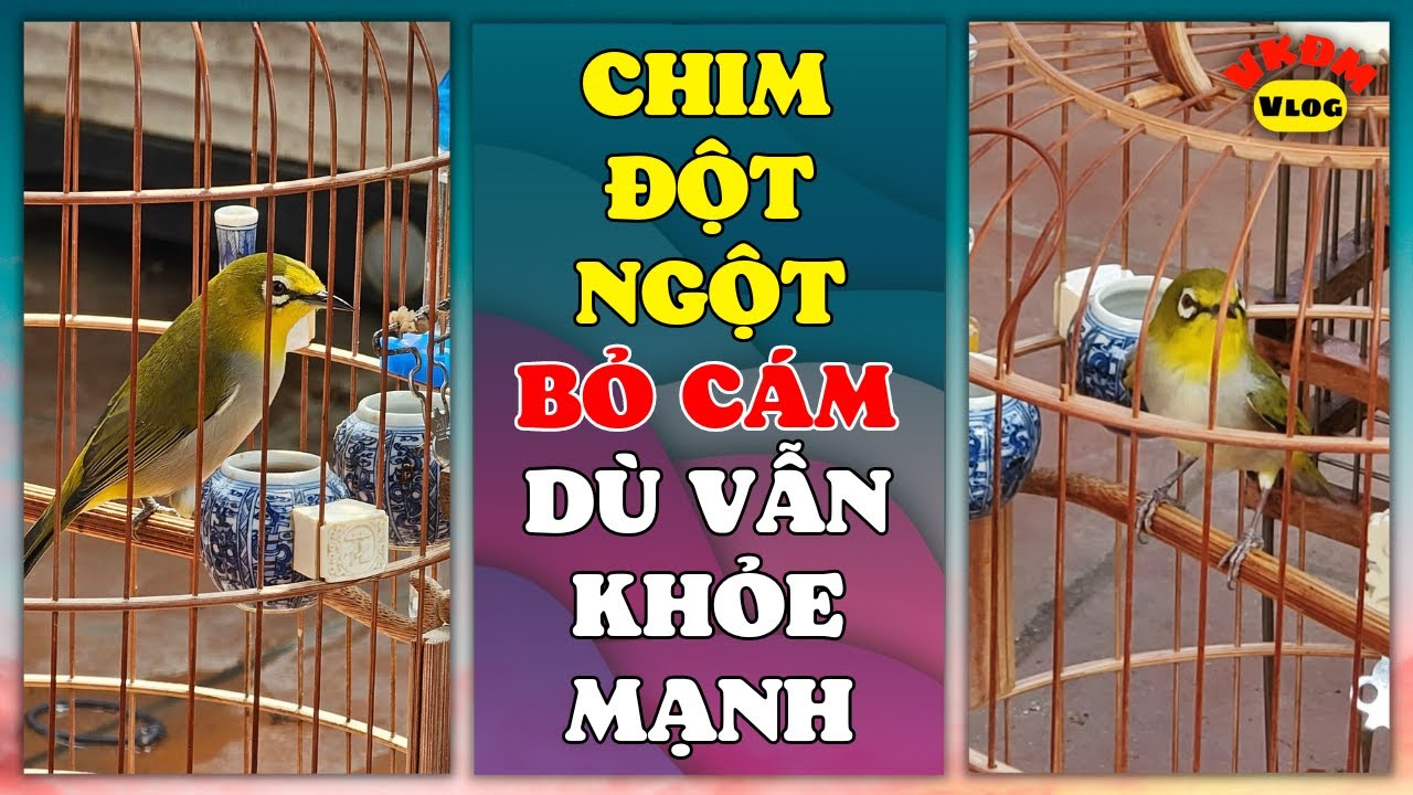 Птица внезапно перестала кормиться, но осталась здоровой | VKDM