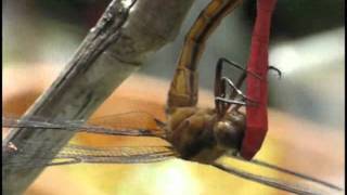 Dragonflies Mating Closeup