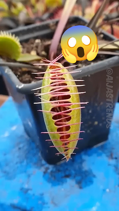 Top 5 Carnivorous Plants That Eat Animals – Nature’s Silent Hunters!