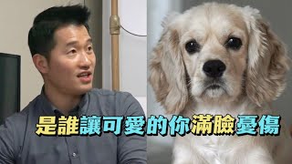 可卡犬受到虐待後又被棄養三次訓犬師心疼它的遭遇他用愛意撫平創傷最後收穫一隻好狗