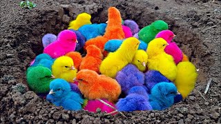 Tangkap Ayam Lucu, Ayam Warna Warni, Ayam Rainbow Gokil, Kelinci, Kucing Lucu, Bebek, Hewan Lucu #62