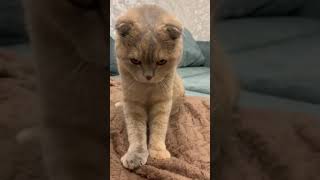 The kitten purrs when he received a salary in dollars