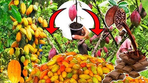 the best technique of growing and grafting cacao trees by stem cuttings.-growing fruits.
