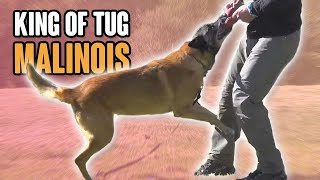TUG - The Secret to a Happy Obedient Dog - Avoid Common Mistakes