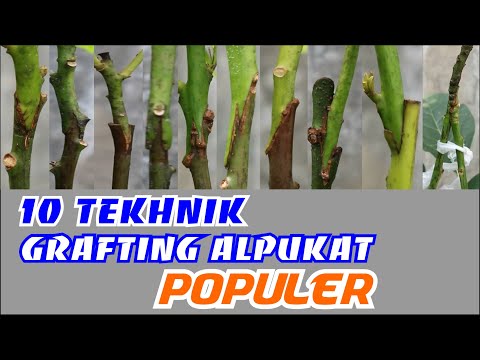 Video: Grafting Tanaman Buah - Teknologi Popular