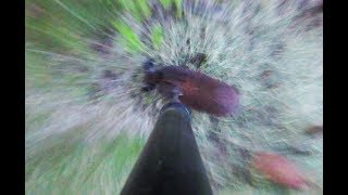I Speared A Wild Boar And Then An Elk!! I Speared A Wild Boar And Then An Elk!!